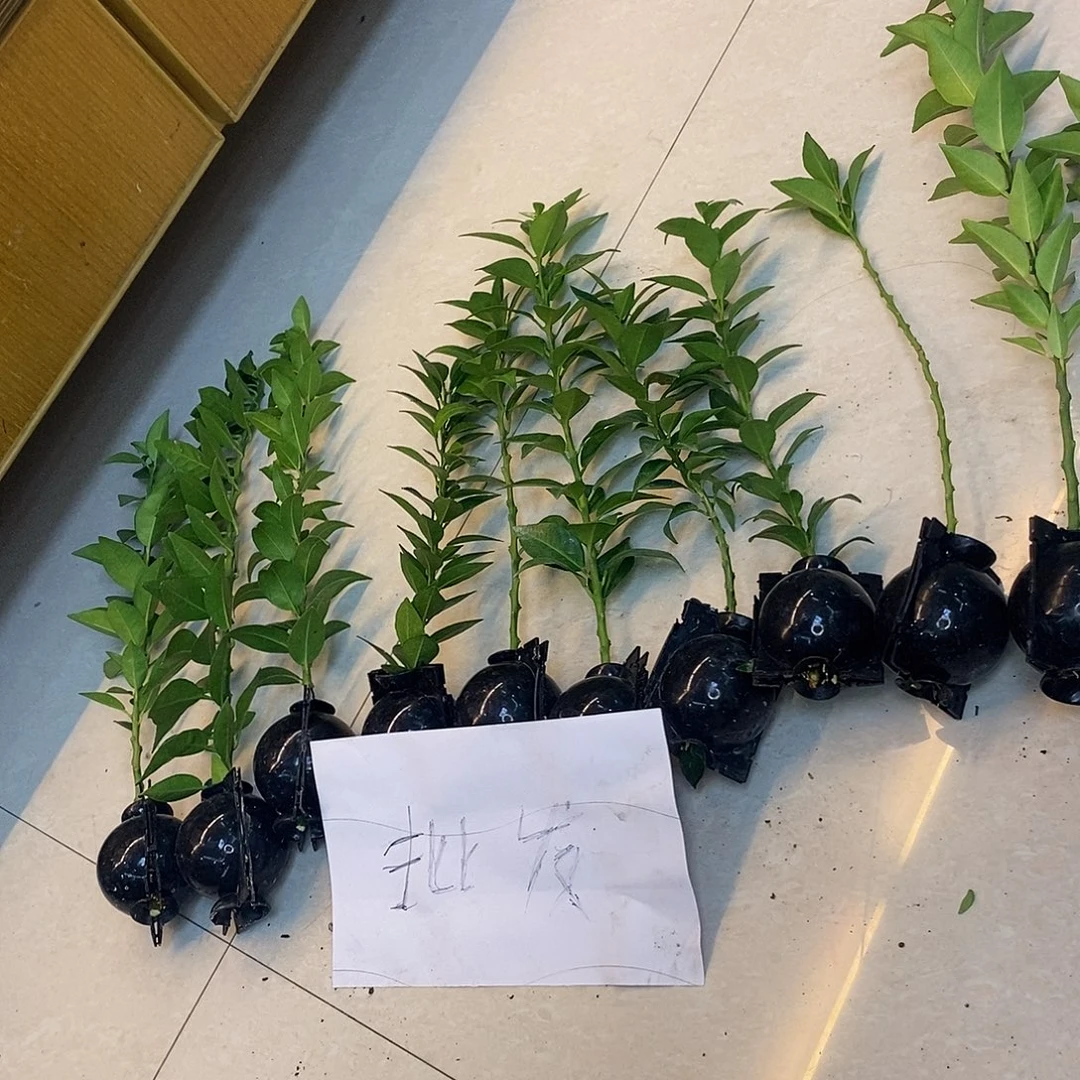 我***看无花朵八方干干酒噶酒