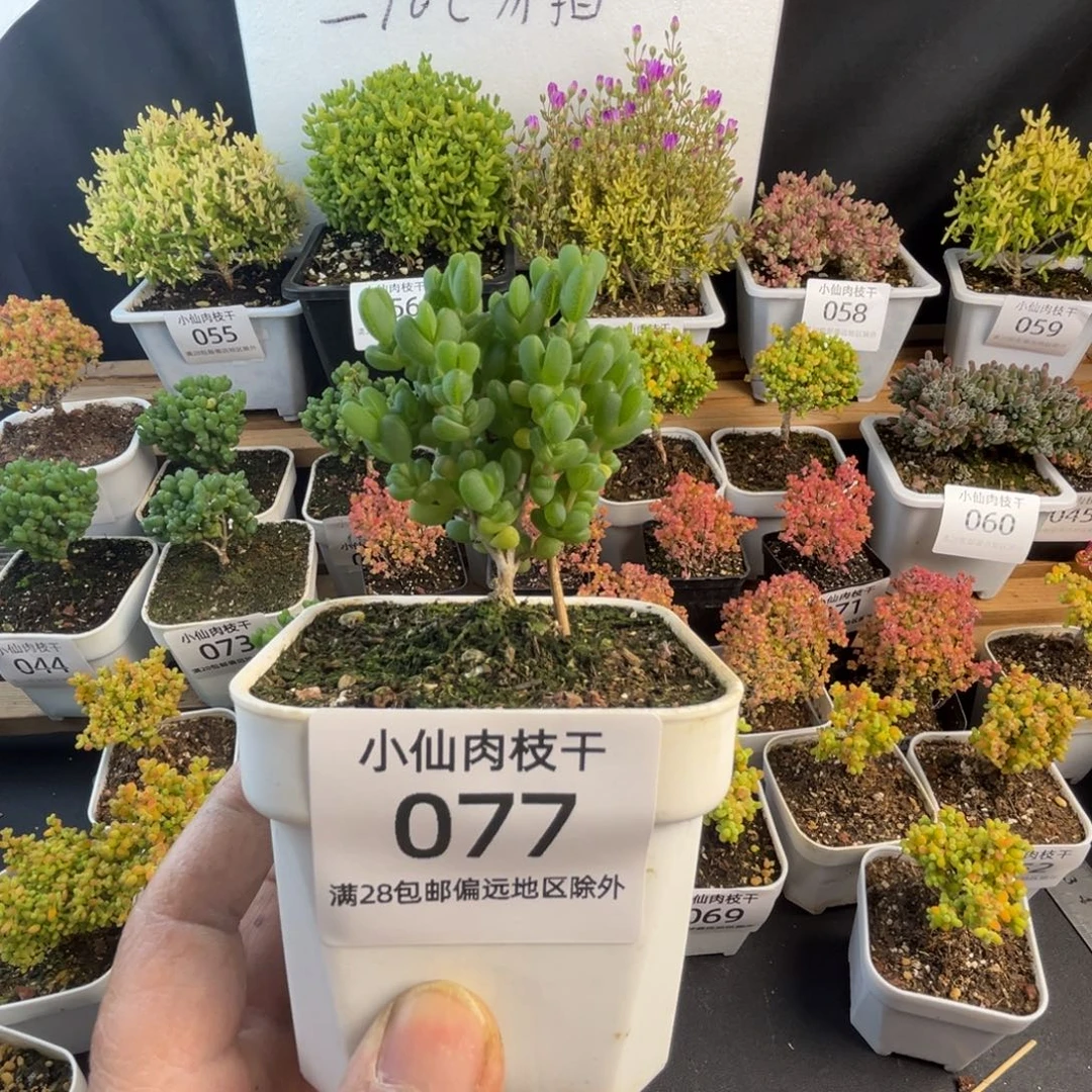 077枝干番杏8口盆元宝