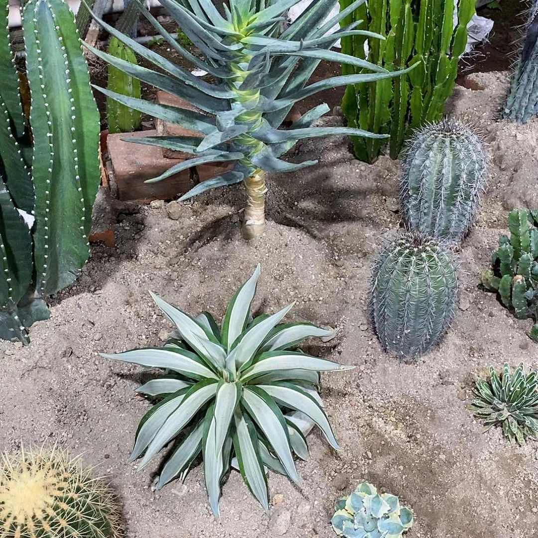 喜***14号拍品。