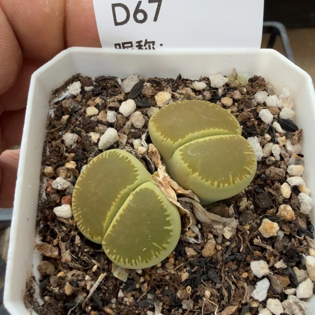 红****多肉植物多肉植物多肉植物