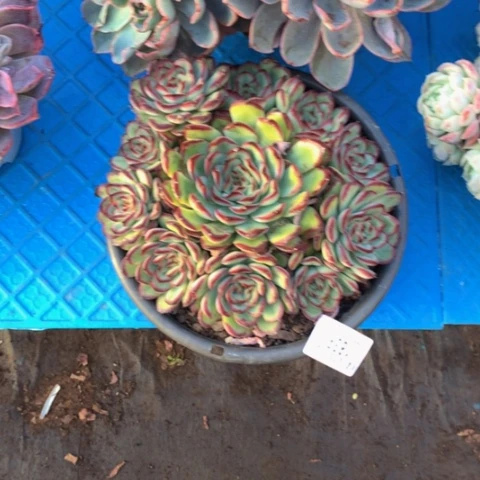 ?****?1839肉酱玫瑰多肉