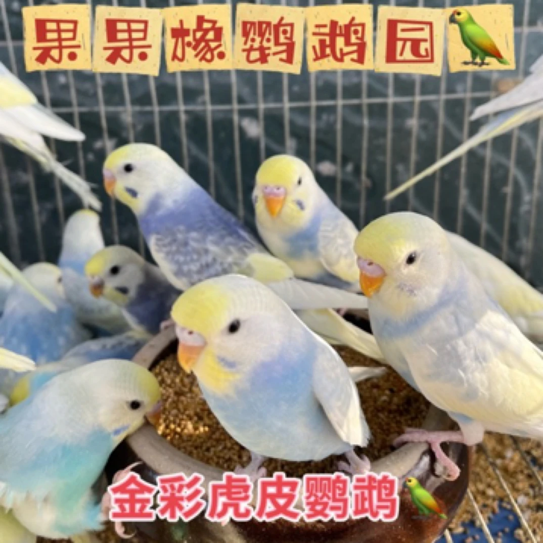 金彩虎皮鹦鹉会教说话宠物鸟活体鹦鹉颜色丰富靓丽幼鸟鹦鹉活宠