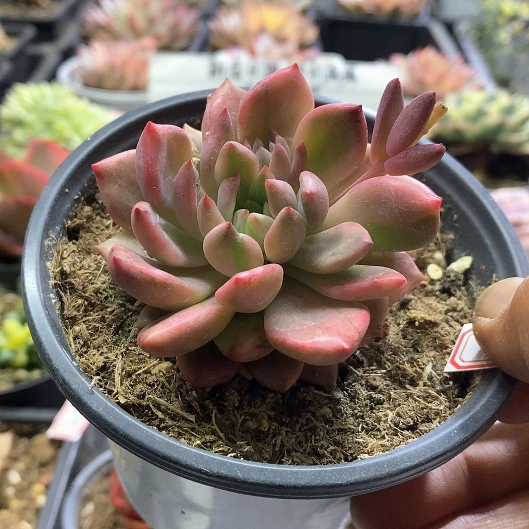 2050红酒锦多肉植物