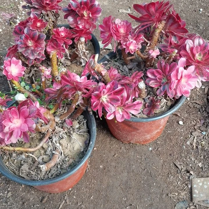 3颗美杜莎砍头法师福利