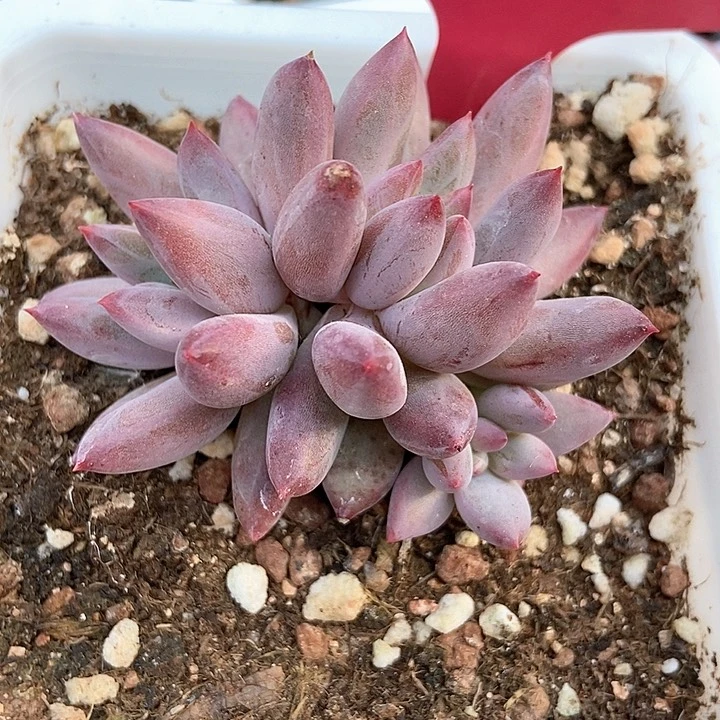 多肉植物虞美人羽毛体240