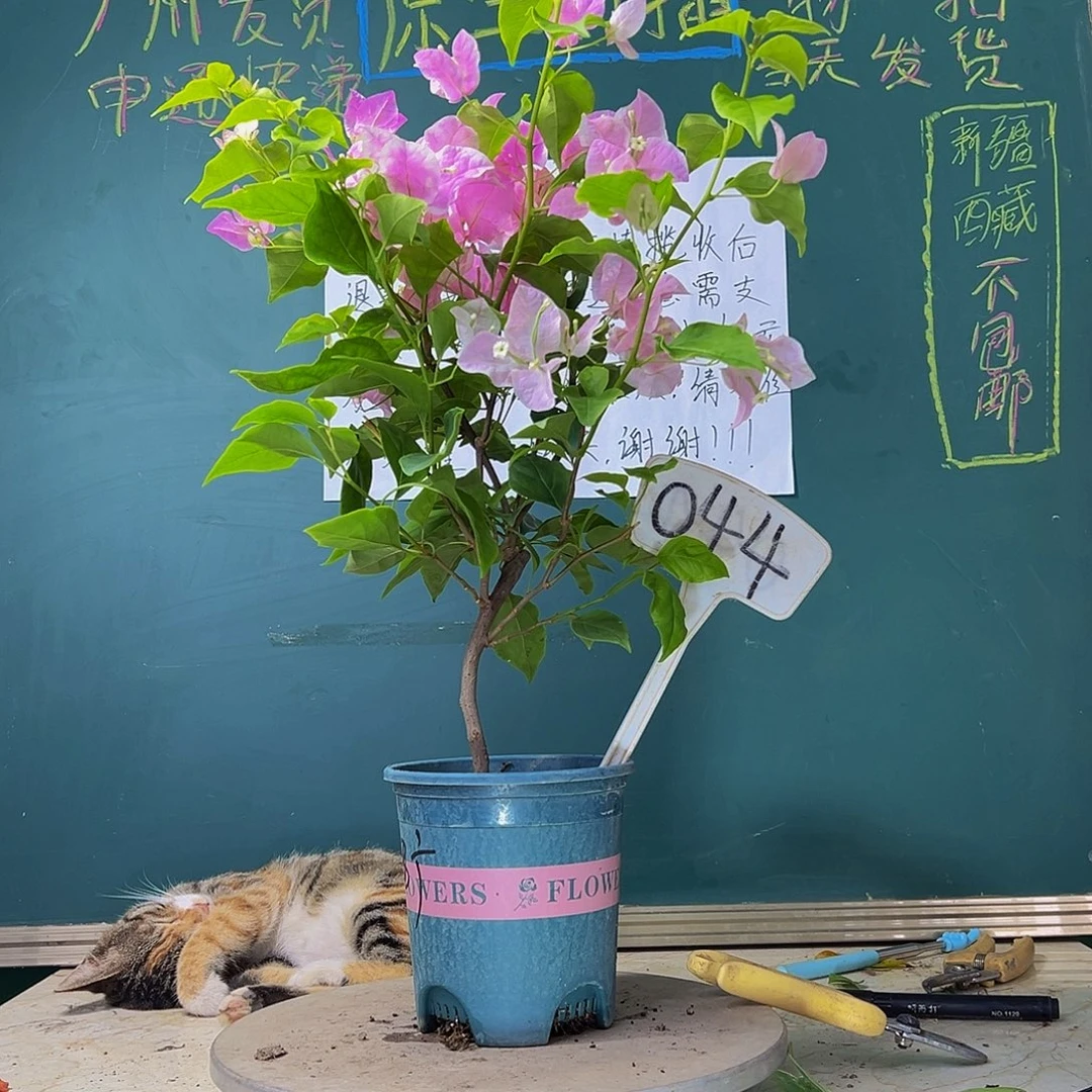 当前无花栽培后可以开花  弯杆 广红樱 044