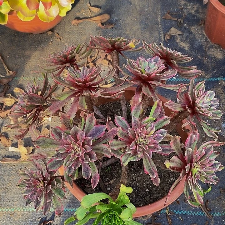 多肉植物保护研究所
