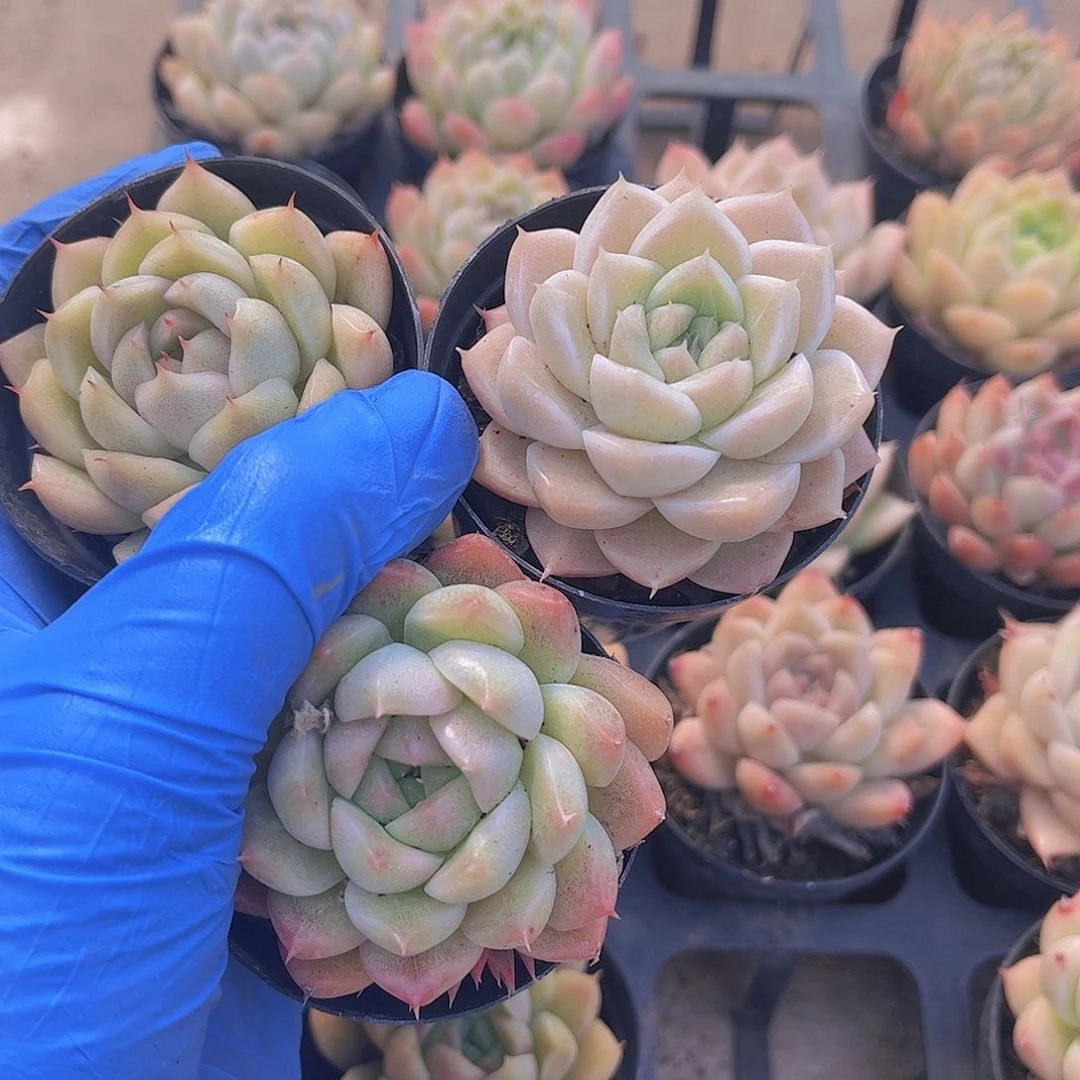 y****麦杆3个多肉植物