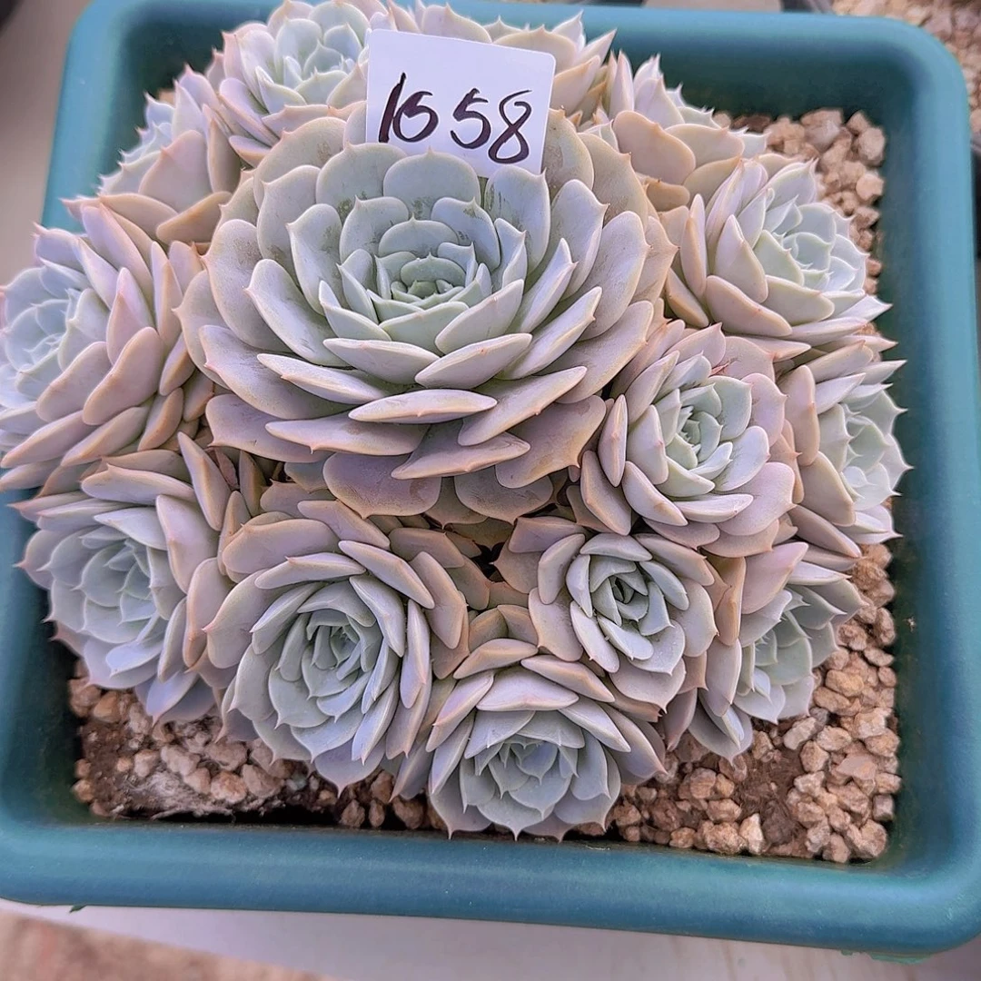 聪***紫1558露那脸杂交多肉植物