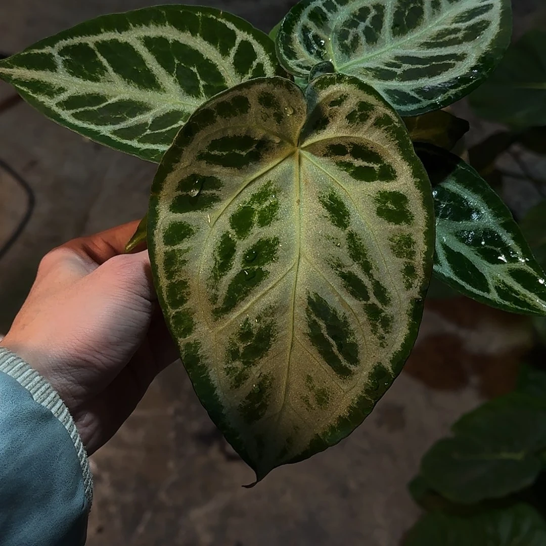 小***兔不开花植物闪耀杂黑色面纱K162