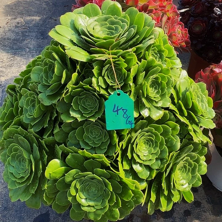 子**?绿玫瑰819寄养