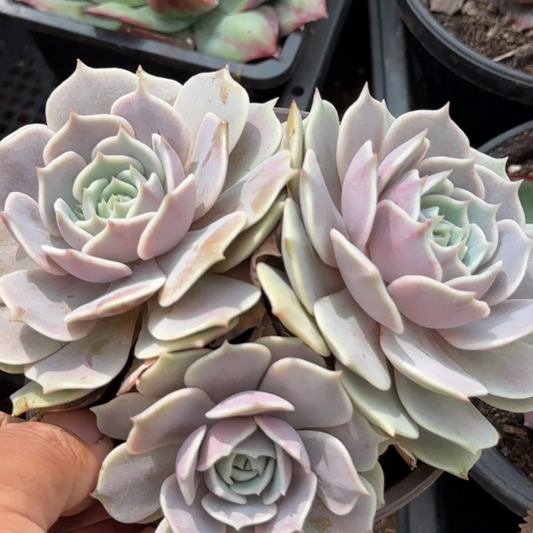 露娜脸惊鸿一物一拍包装收缩花旱