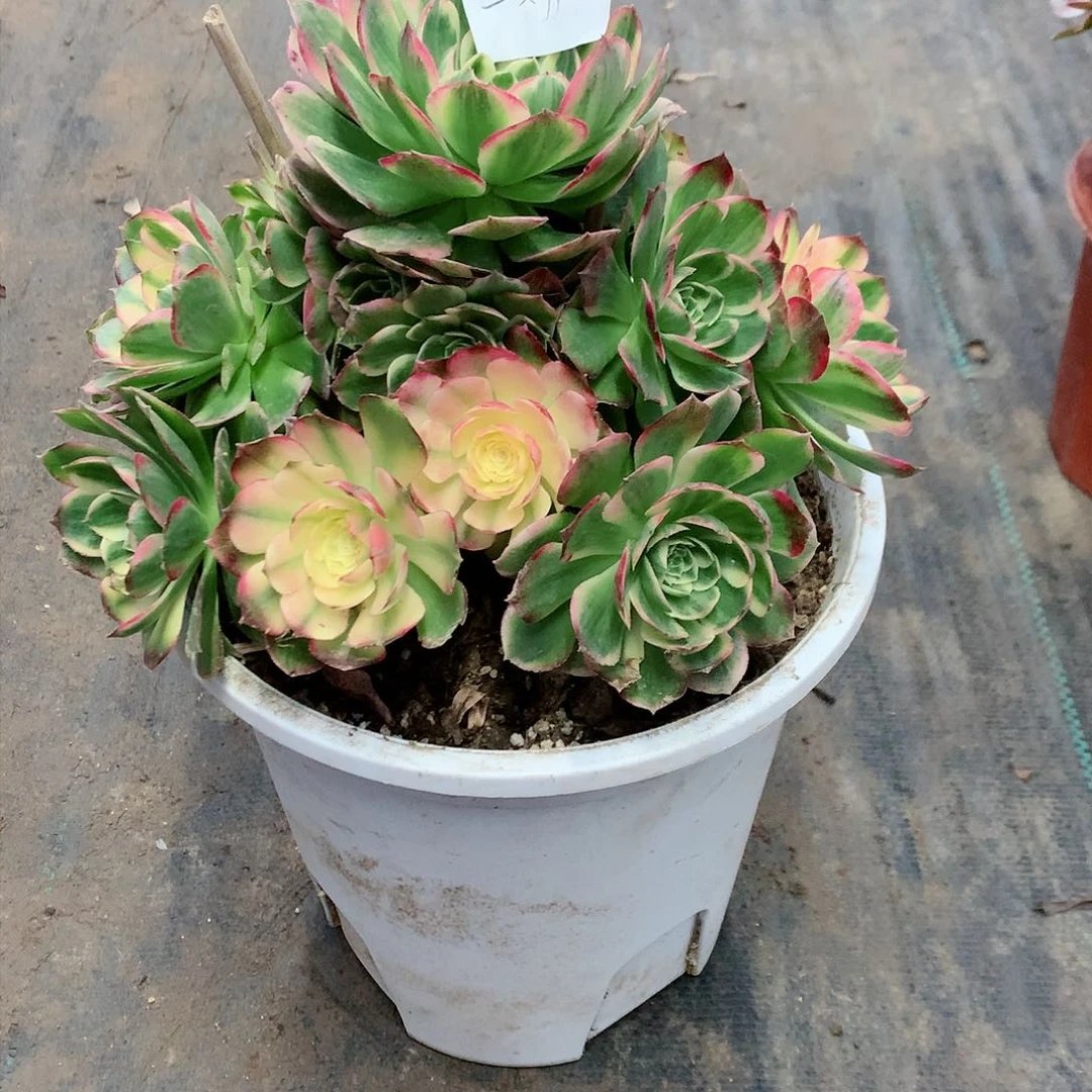 【闪购商品】二**姨海王，多肉