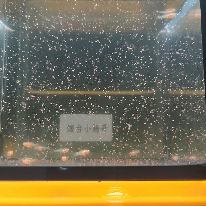孔雀鱼紫白飞船7天苗12条，给2条备损