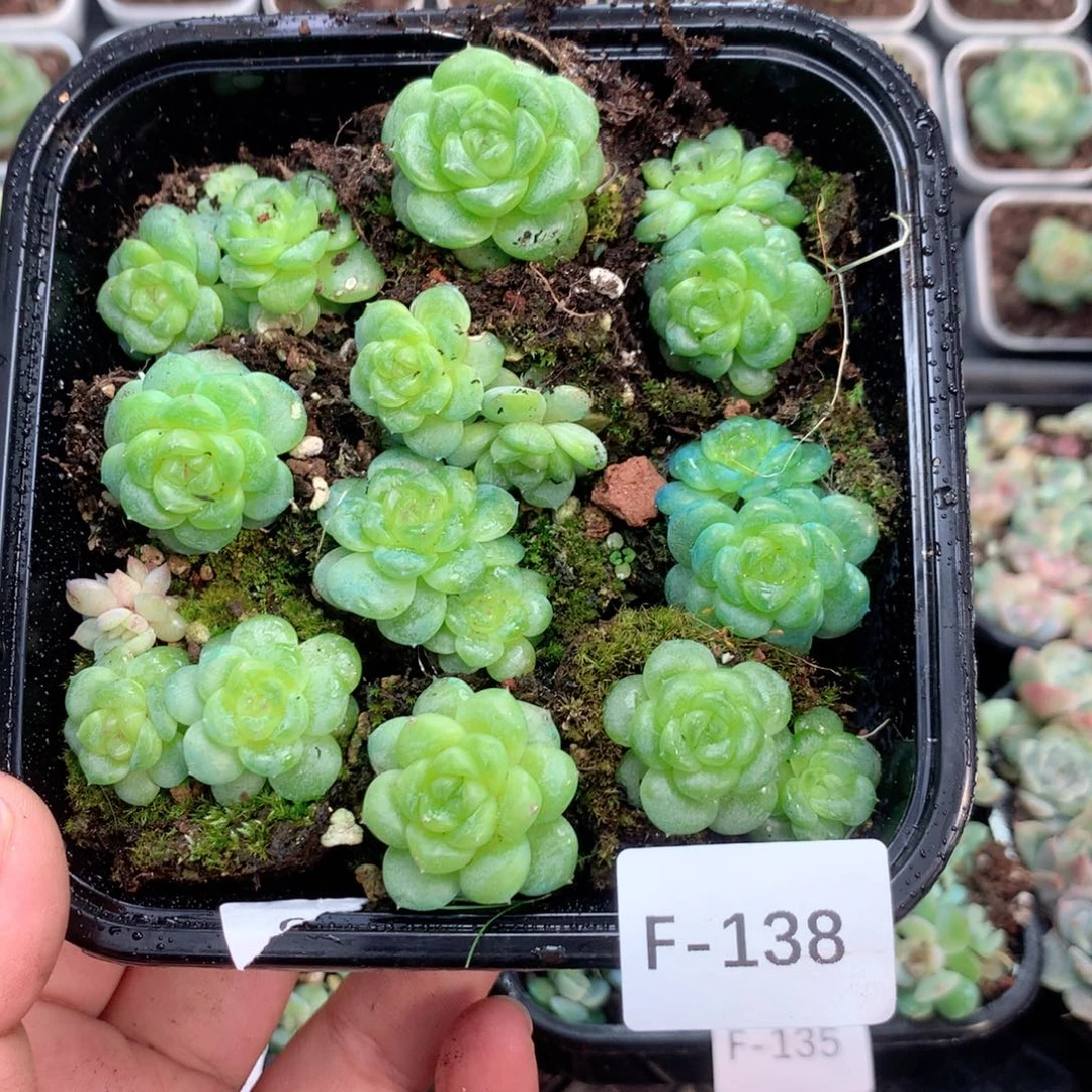 无花朵F138英语英语