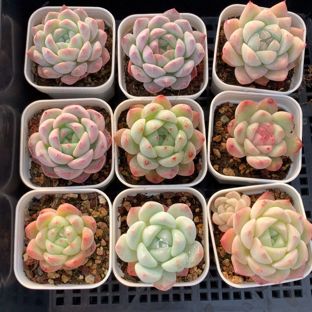 1207-120 糖心新品套餐