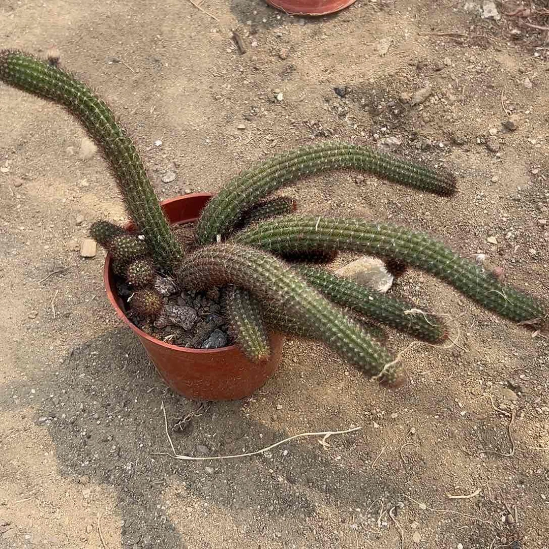 多肉植物金妞开花