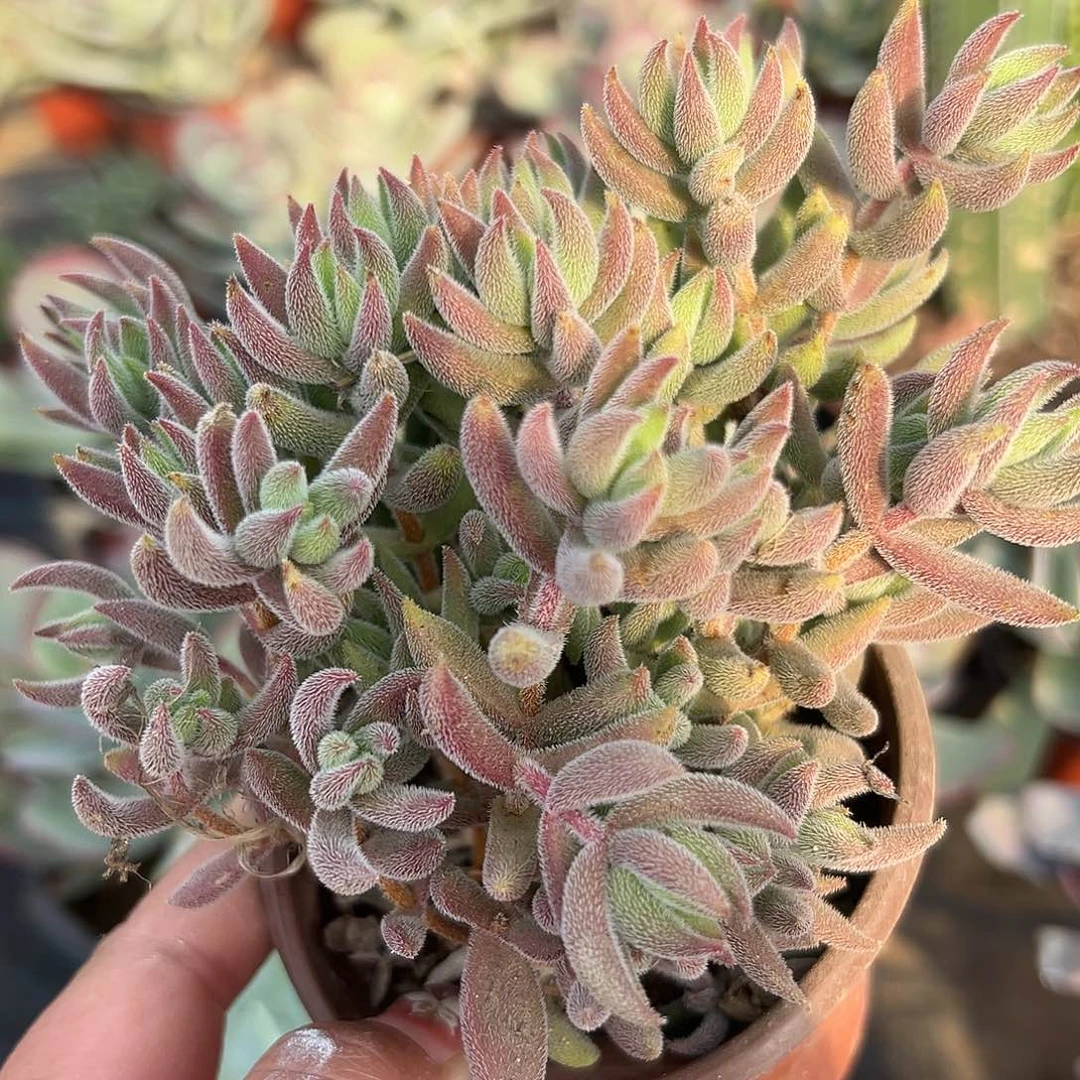 多肉植物绒针多肉