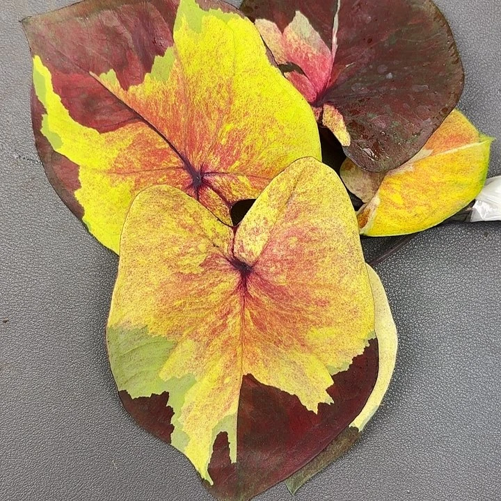 像***英195-0703落日天空现货