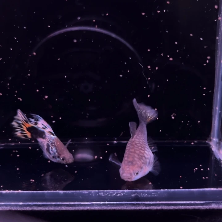 孔雀鱼花球球球1对