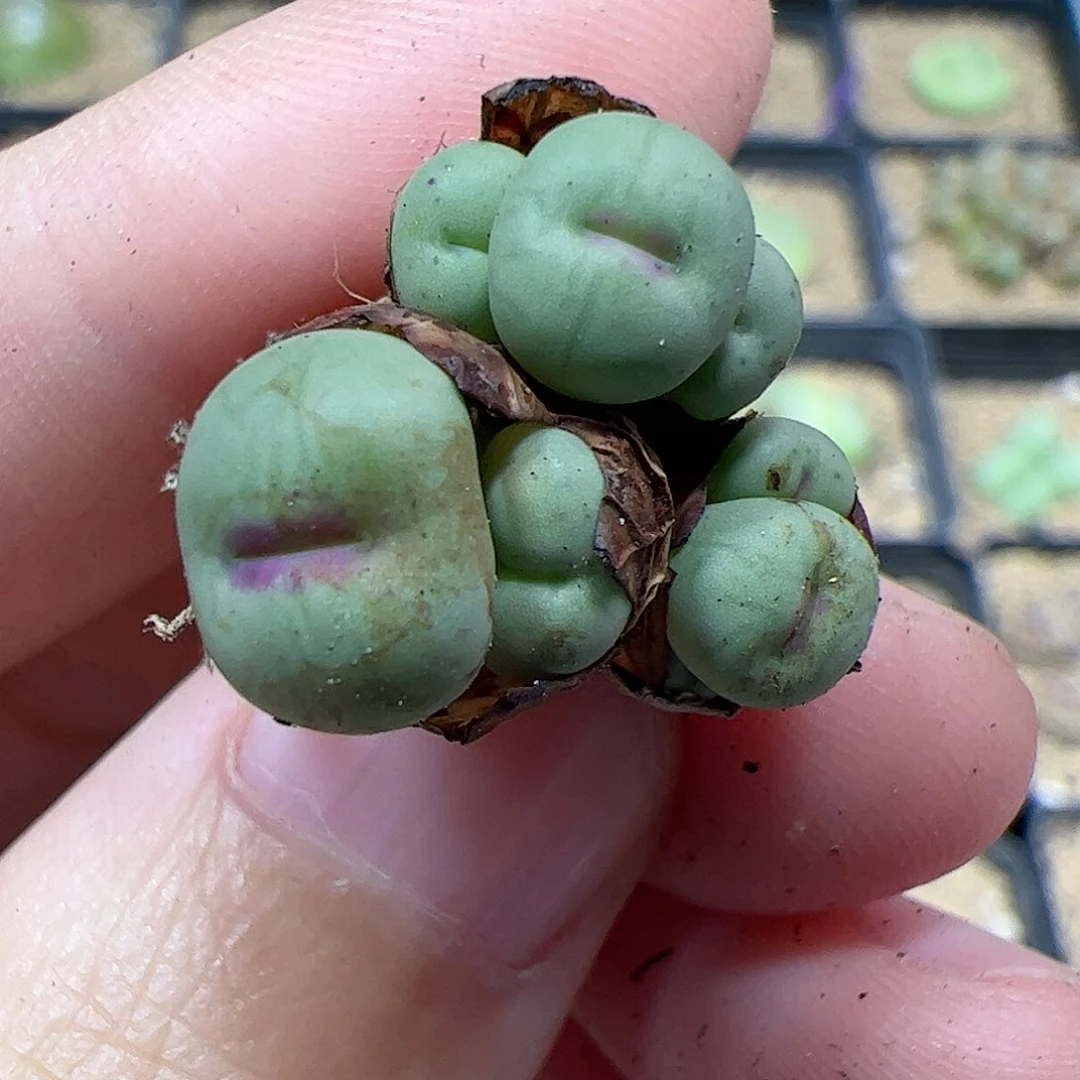 【闪购商品】197 小红嘴
