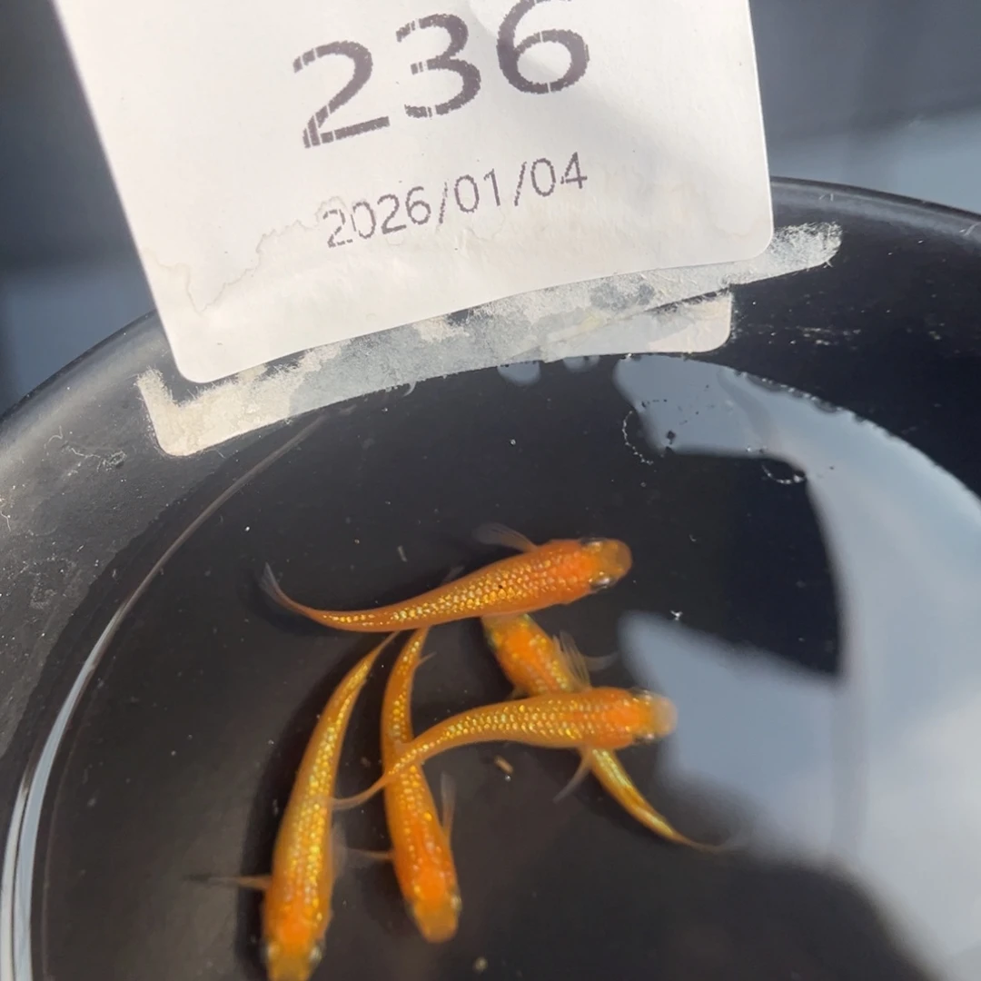 青鳉鱼236玫瑰宝石五尾