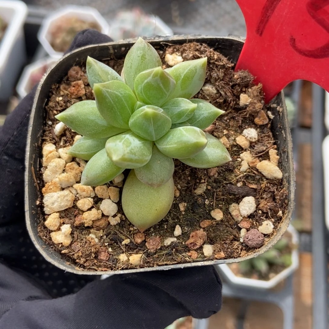 1958重楼多肉植物保护