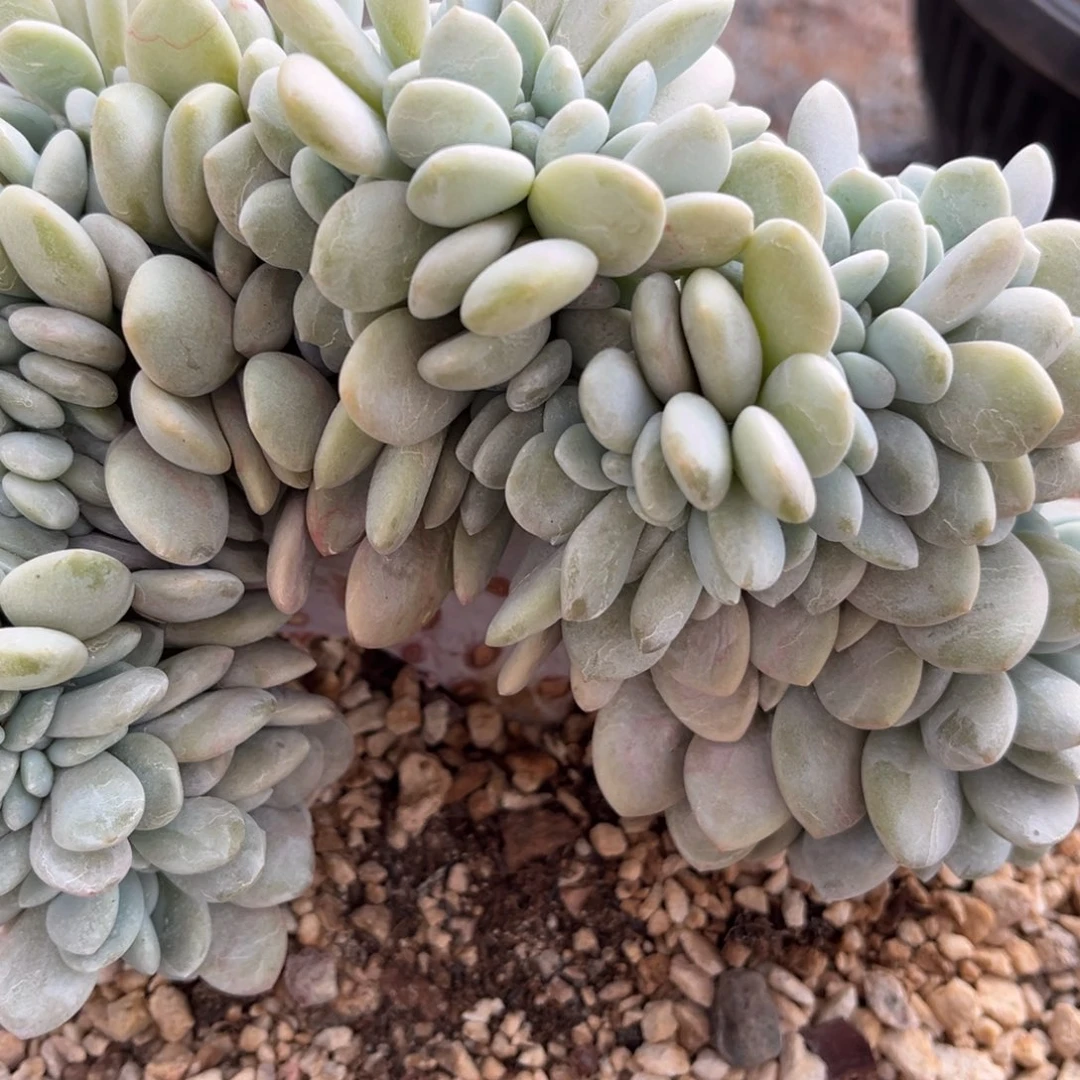 壹**园1233455588485585