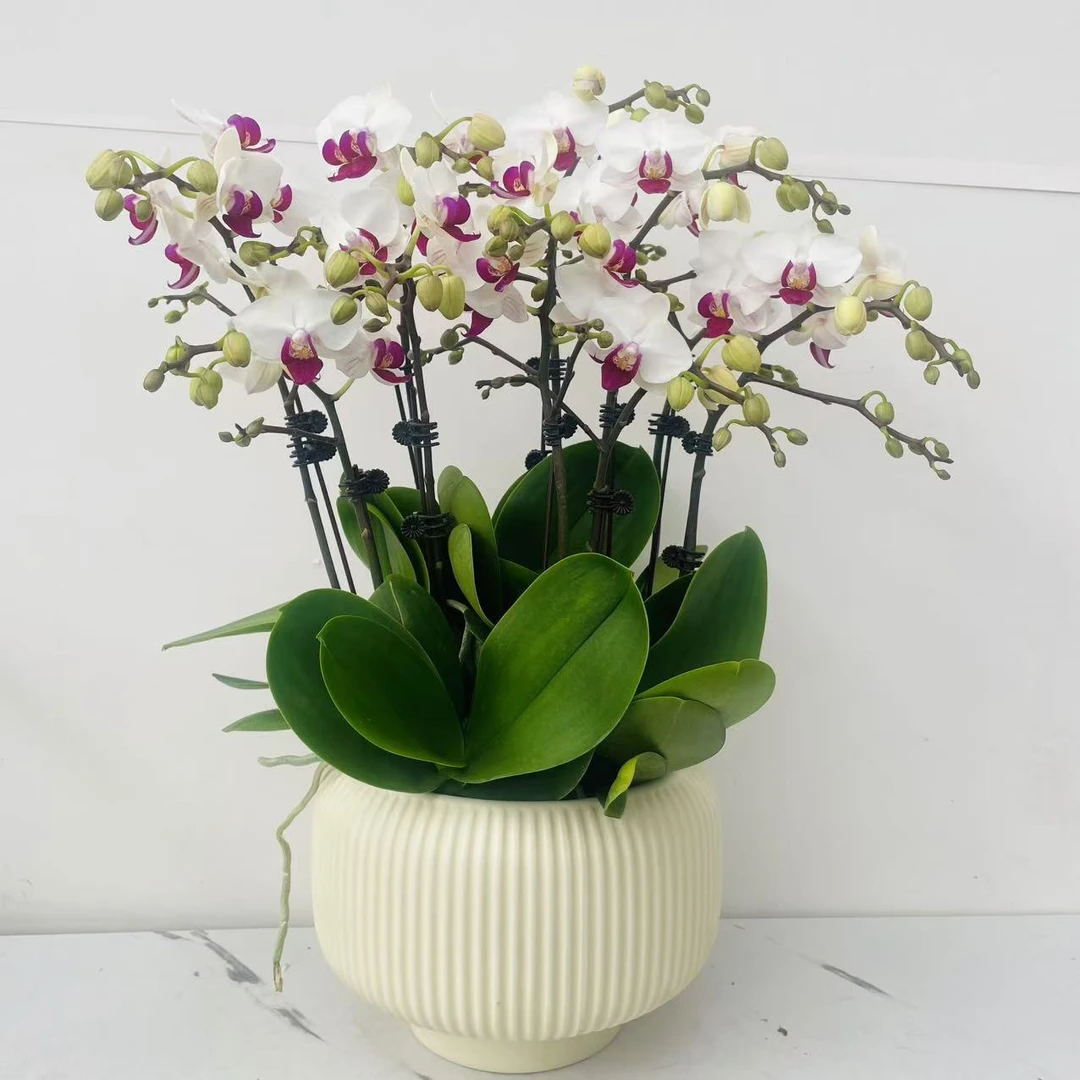 优选年宵花【避风港】-蝴蝶兰花 花盆摆设客厅摆设种植基地发货4-8
