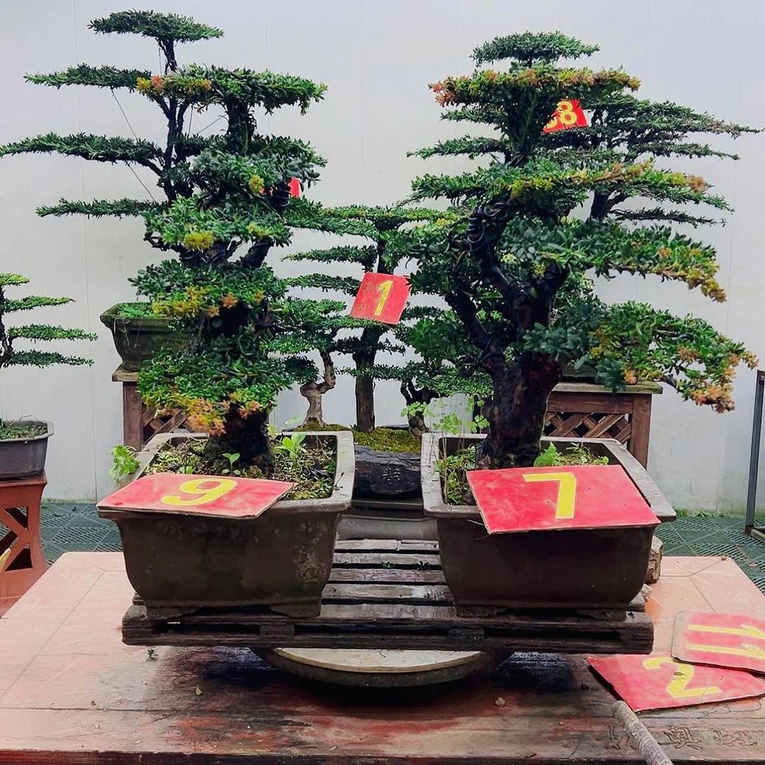 不开花植物罗汉松