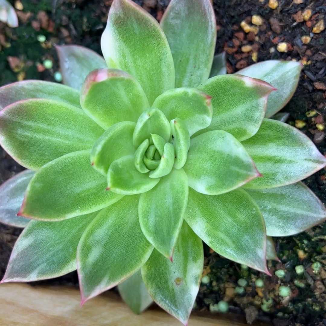 东云花脸白拉丝，多肉植物