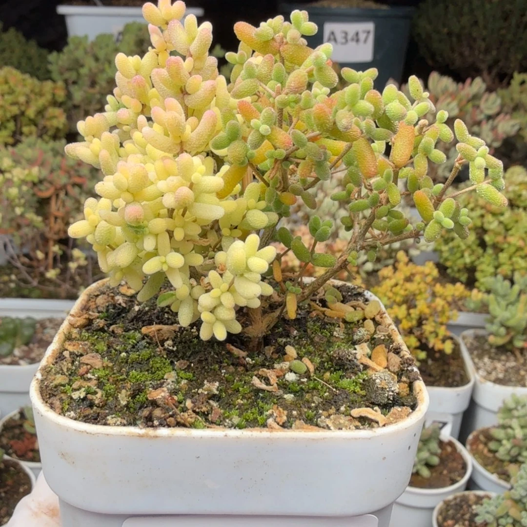 A722米粒阴阳拉丝锦