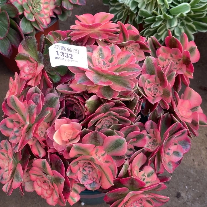 1332粉女巫多肉植物