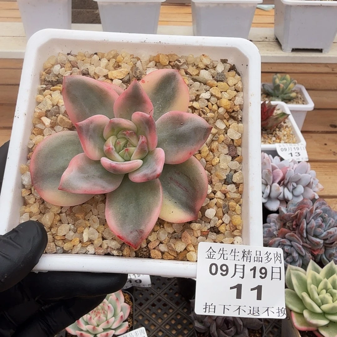 0919-11伊丽莎白锦