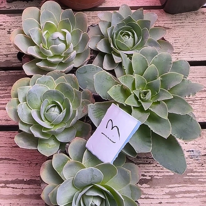 山地玫瑰，一物一拍，带盆发13号