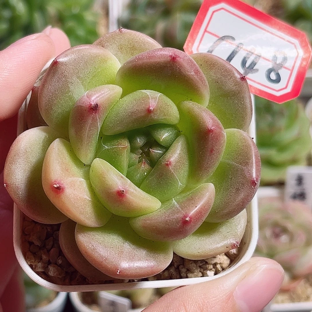 C148 一物一拍 霓金