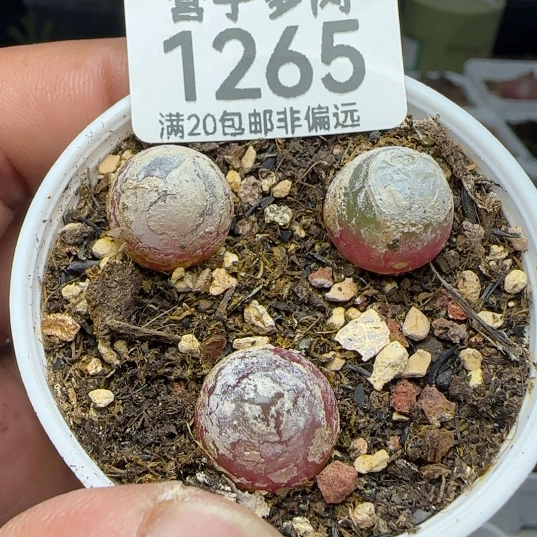 带盆土灯泡3颗装。