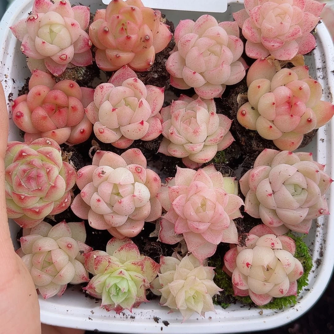 1-229 新疆西藏内蒙不发2-3公分12.8包邮多肉