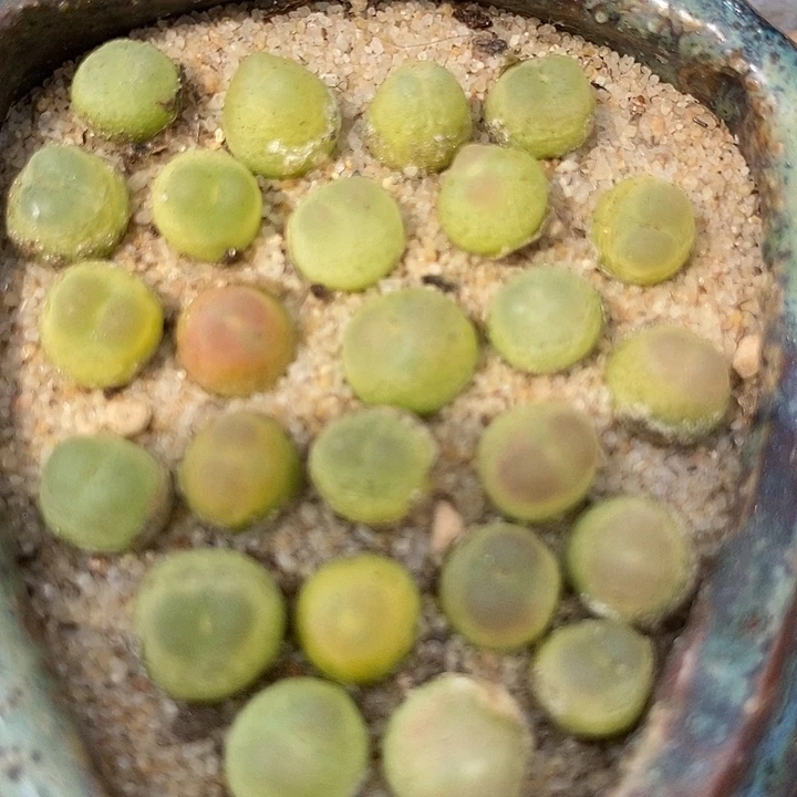 紫皮拉登一颗   0.6-0.8厘米