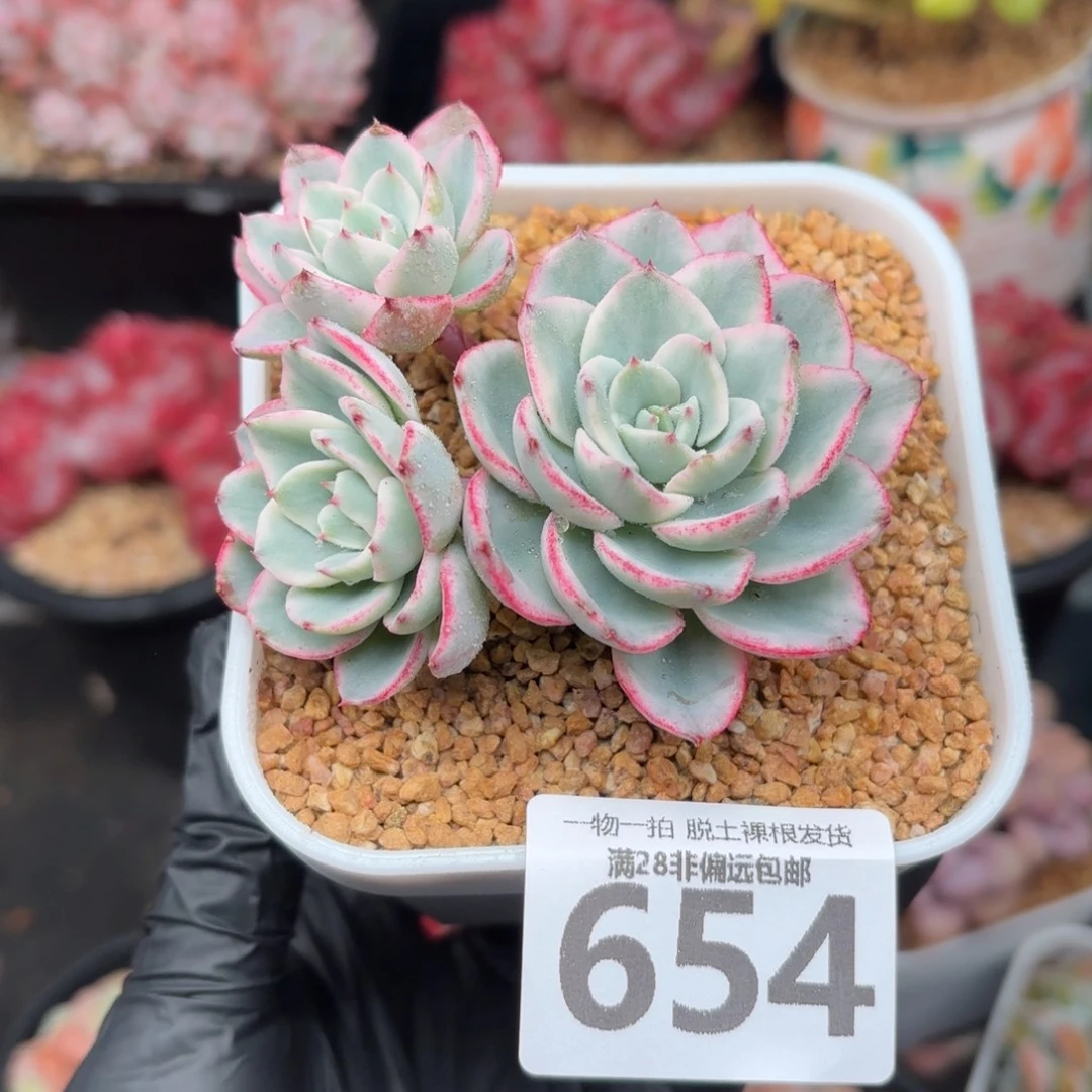奶油黄桃锦无盆土发货