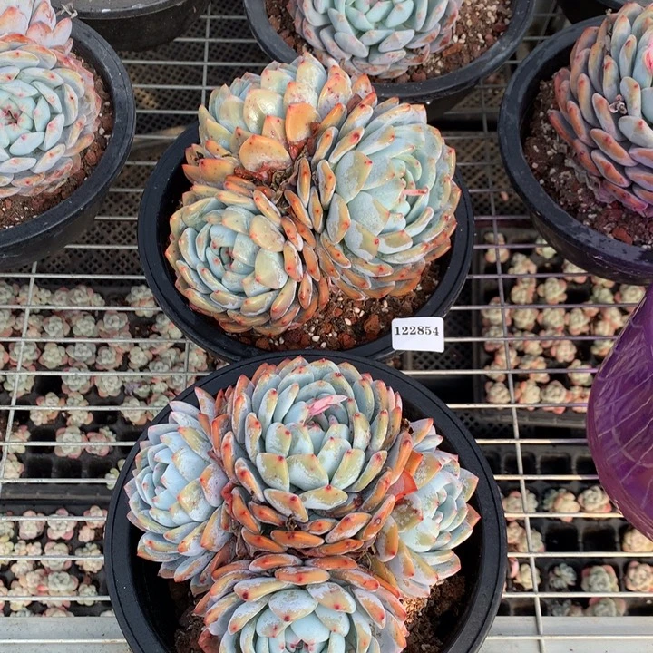 122854三个嗯嗯嗯嗯嗯嗯恩