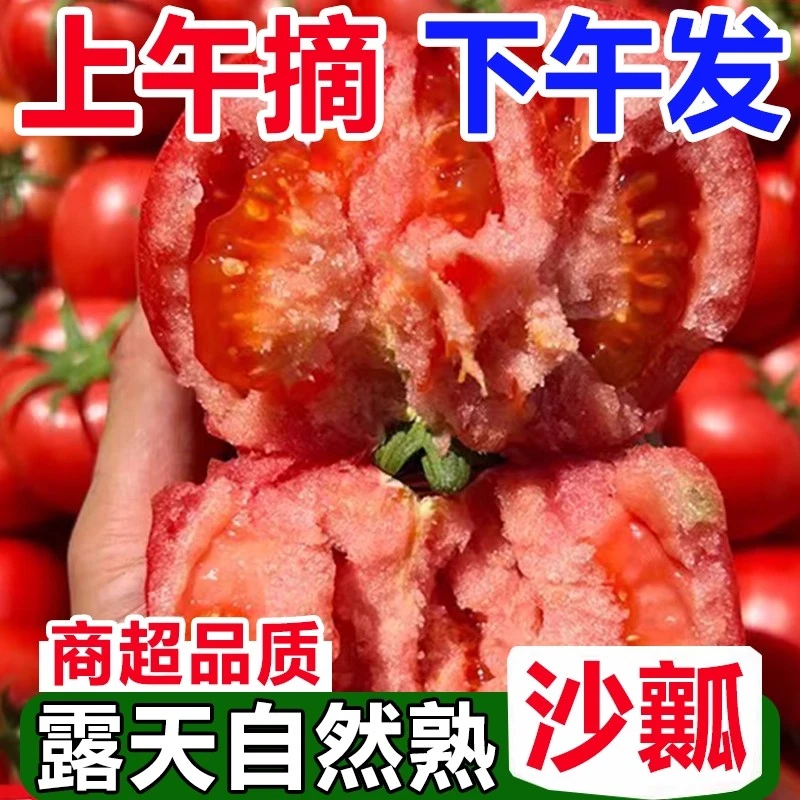 O正宗沙瓤西红柿自然熟酸甜多汁新鲜采摘