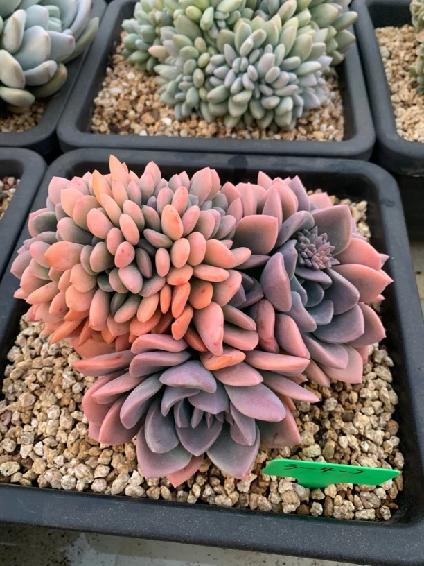 月蒙匠心精品多肉5