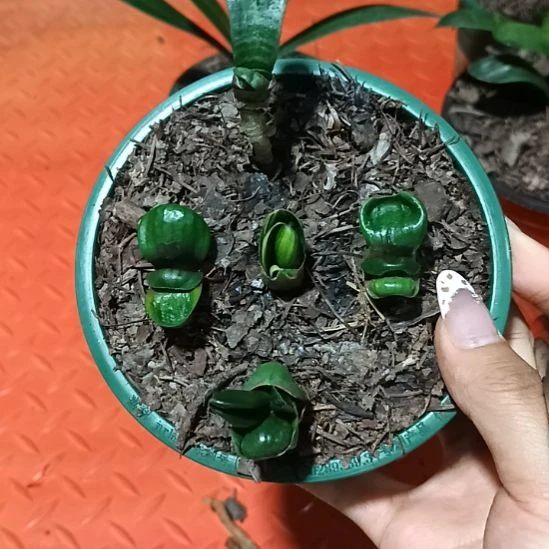 利*特色花卉君子兰小苗