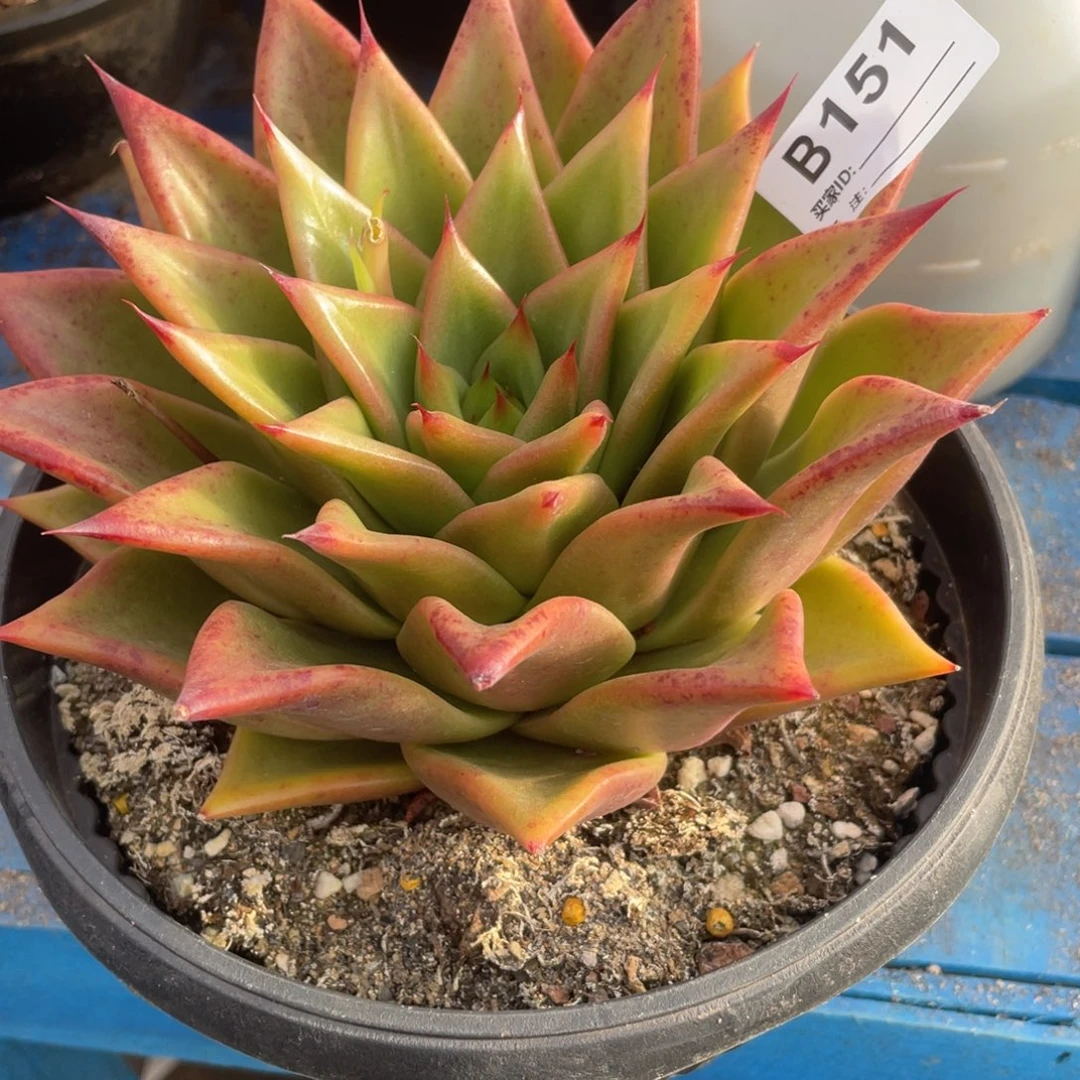 无花朵若如东云单拍B151