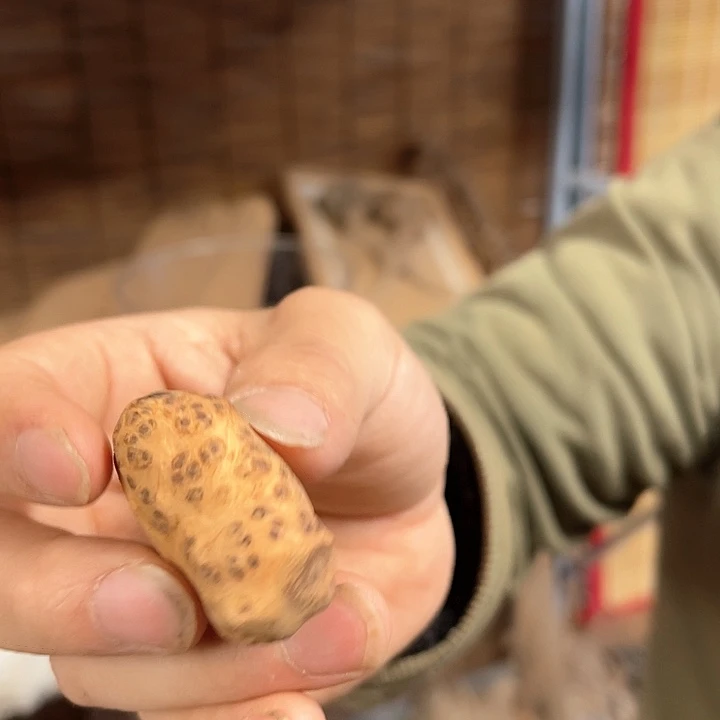 正***料柏木我6666666666