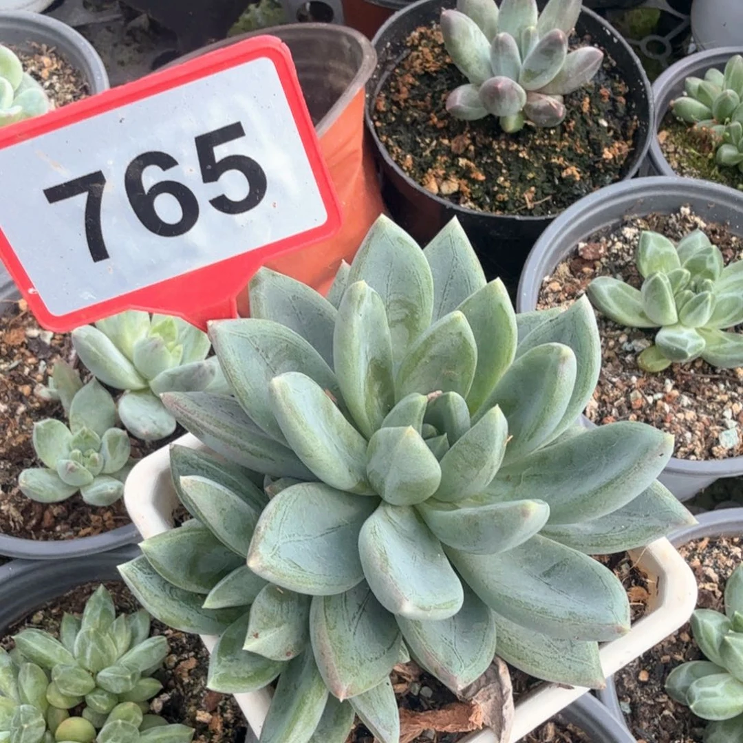 红蛋多肉植物765.