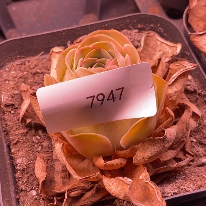 土***泥7947山地玫瑰单头