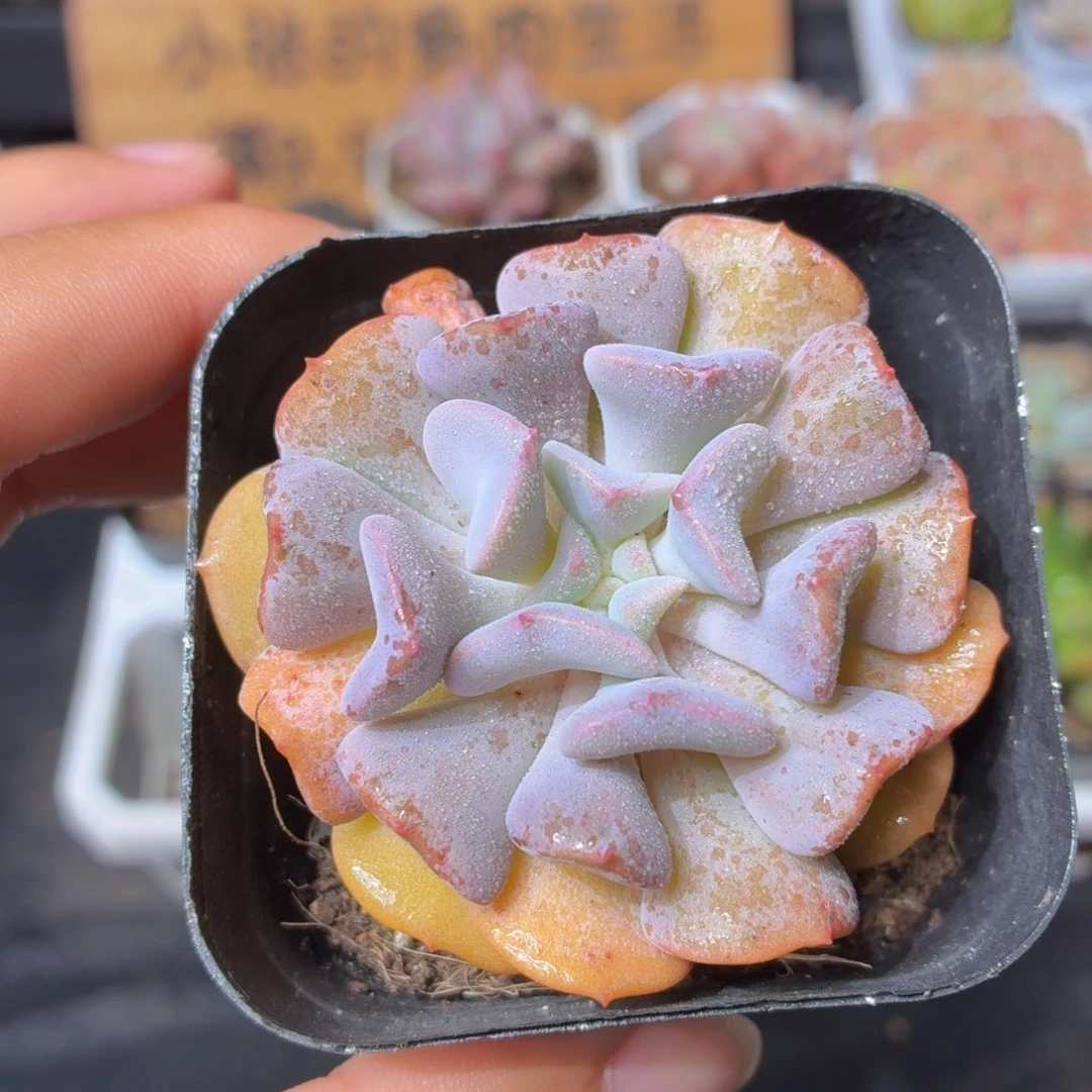 雪精灵多肉9.9包邮发货