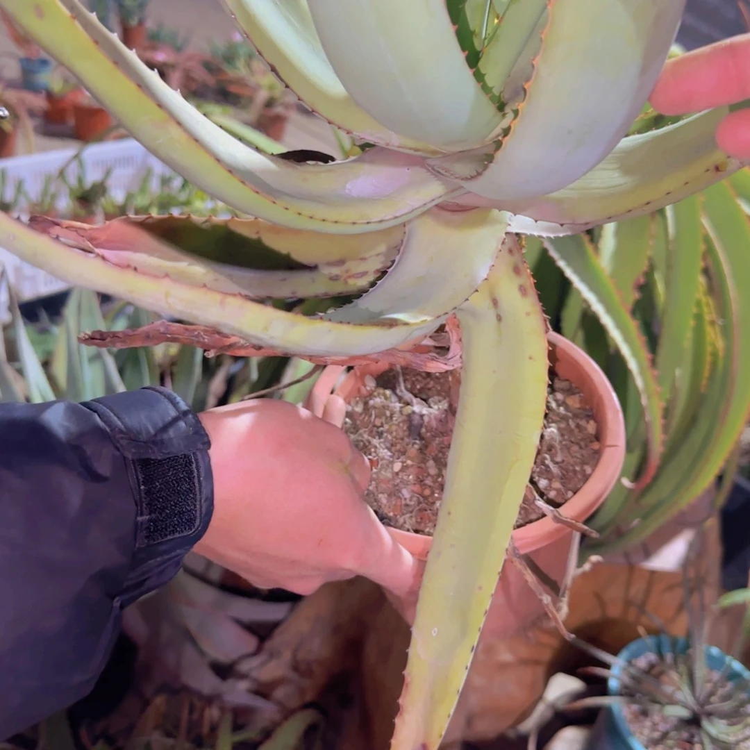 小****块根植物块根植物